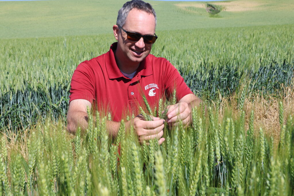 Dr. Arron Carter examining a wheat variety during a 2026 crop tour.