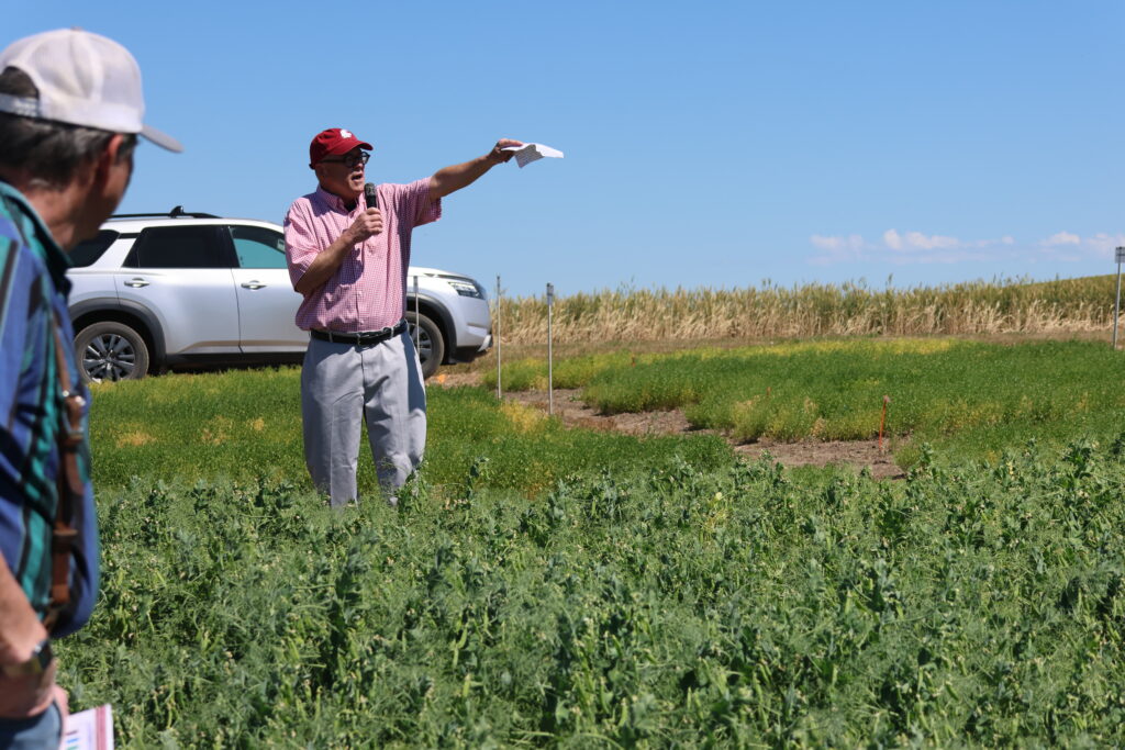 Field day presentation from a field of peas.
