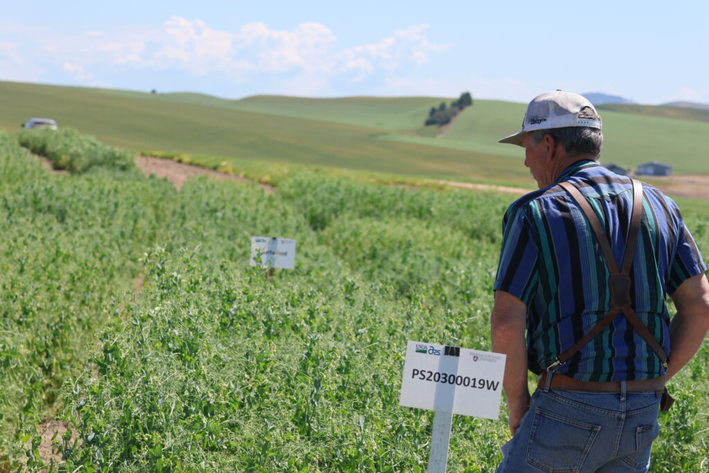 A field day participant looking over a field of green peas.