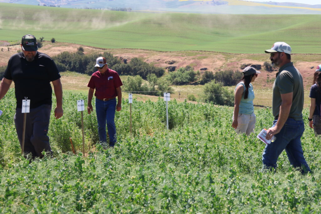 Field day participants walk through a pea field.