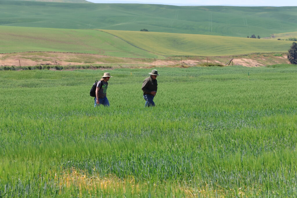 Field Day participants walking through a green wheat field.
