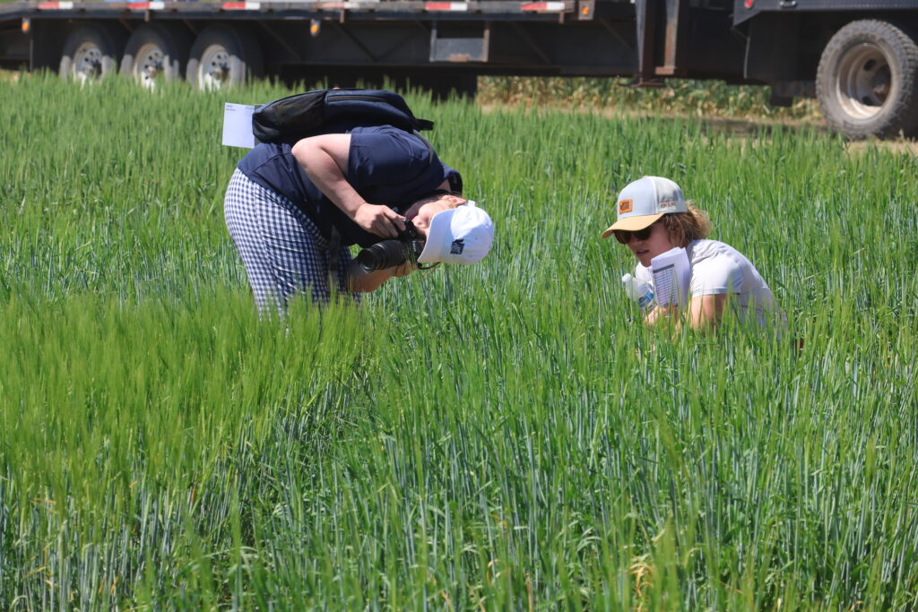 Field Day attendees examine wheat varieties at the Spillman Farm.