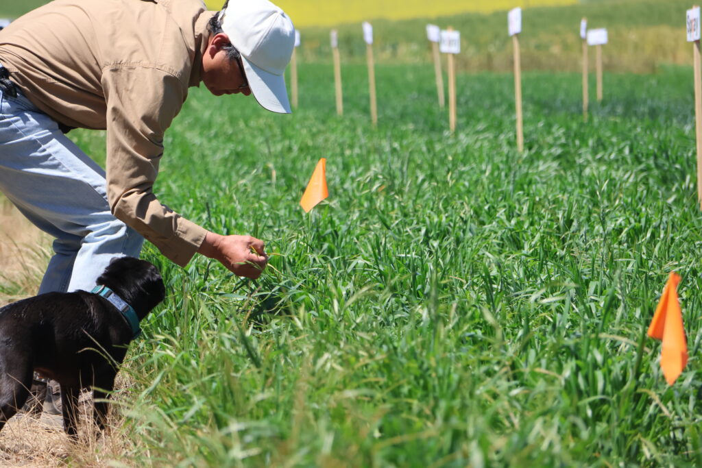 A man and a small black dog explore wheat variety trials at the WSU Spillman Farm Field Day.