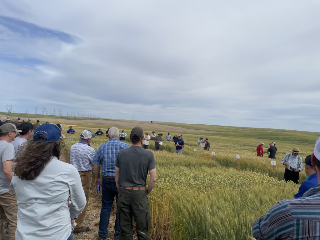 Crop tour attendees stand in wheat trial plots under a mostly cloudy sky in Almira.