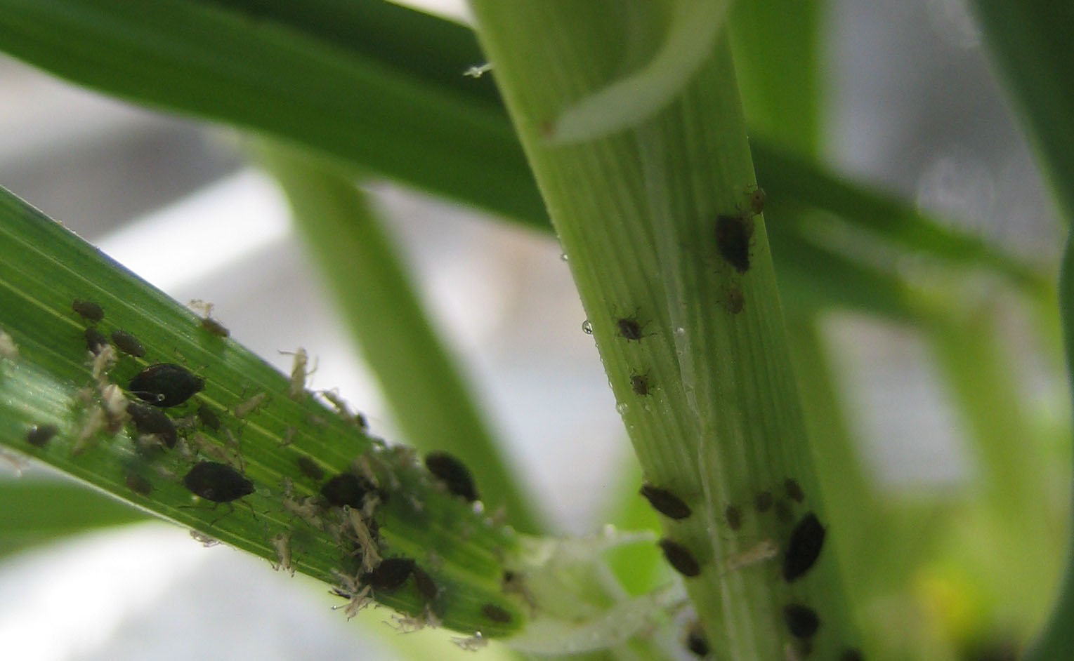 Aphids on leaves.