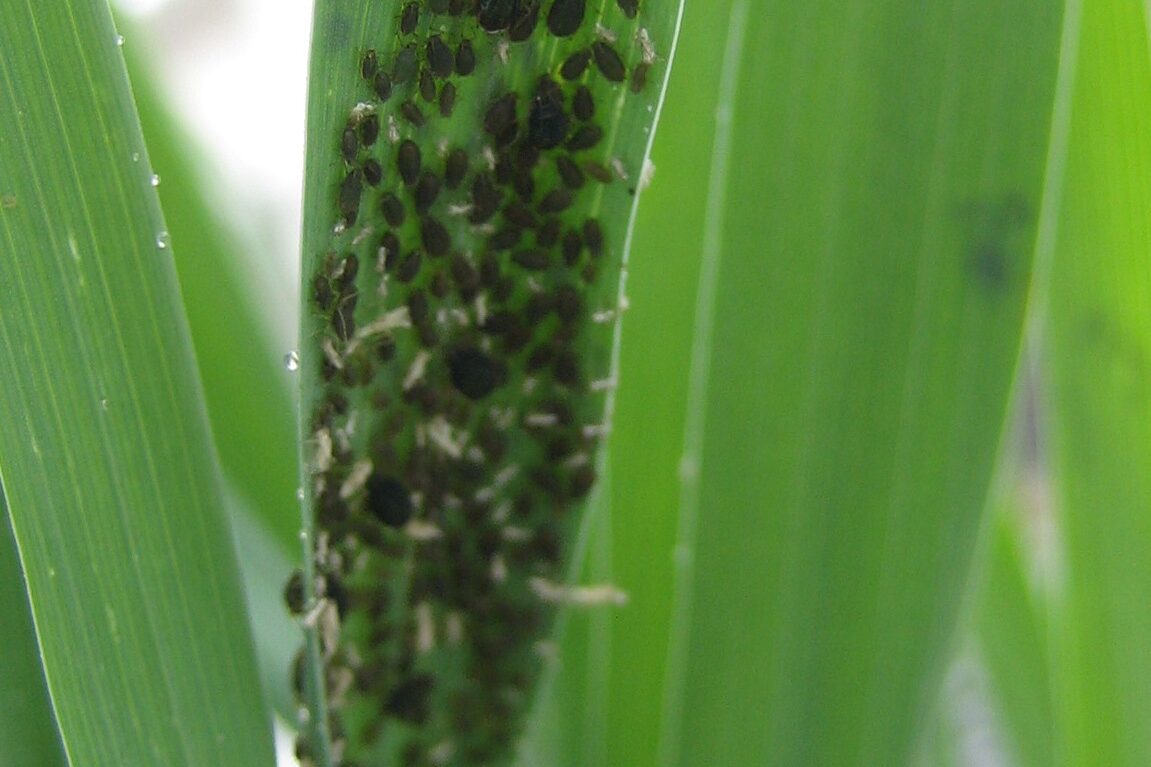 Aphids on a crop leaf. 