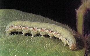 Large green armyworm.