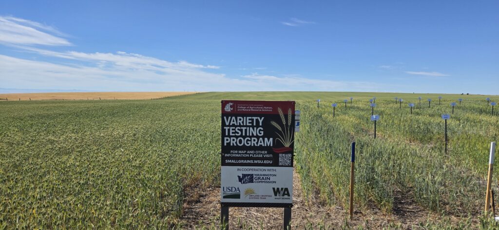 WSU Variety Testing Program sign in front of wheat trial plots under a blue sky.