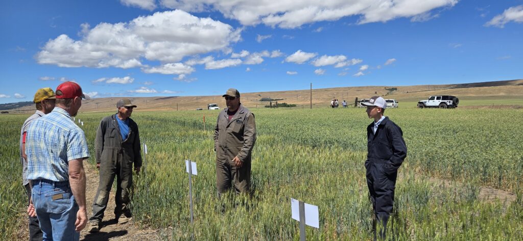 Participants of the Bickleton crop tour discussing winter and spring wheat while standing in a field of wheat starting to turn from green to brown.
