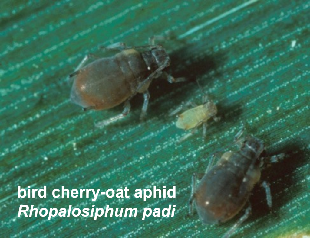 Bird cherry-oat aphid, Rhopalosiphum padi on a wheat leaf.