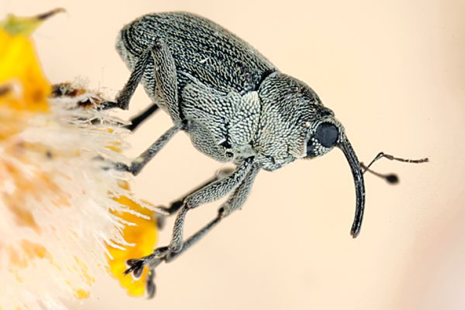 Learn more about Canada thistle.