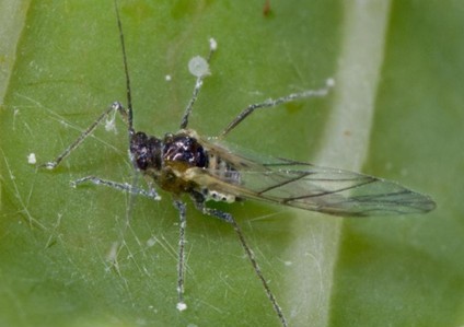 Aphids on leaves.