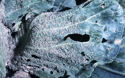 Hundreds of cabbage aphids on a leaf with holes from them feeding on the leaf. 