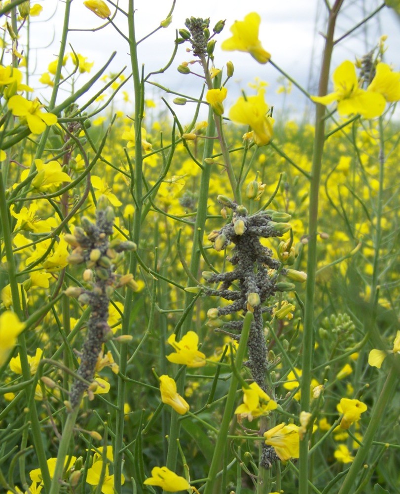 Hundreds of cabbage aphids swarming stems of canola plants. 
