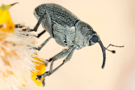 Adult cabbage seedpod weevil up close.