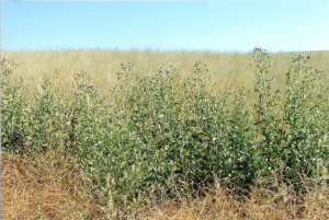 Field of Canada thistle.