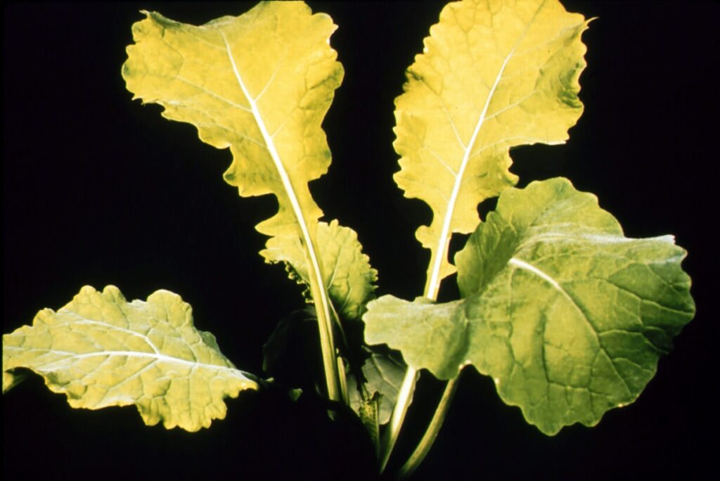 Plant that didn't get enough micronutrients. 