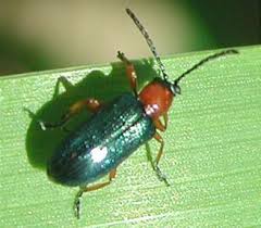 Learn more about Downy Brome.