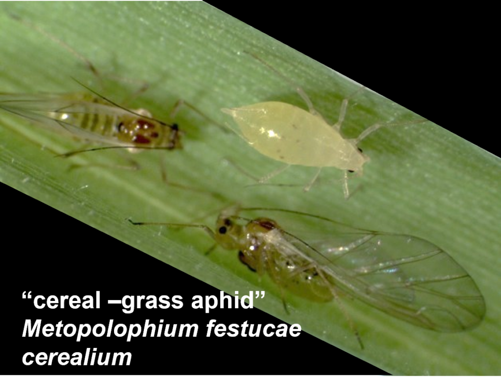 Cereal-grass aphids, Metopolohium festucae cerealium on a wheat leaf.