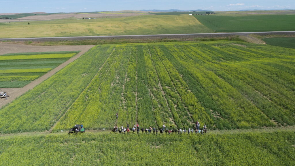 Aerial view of crop tour participants among canola variety trials.