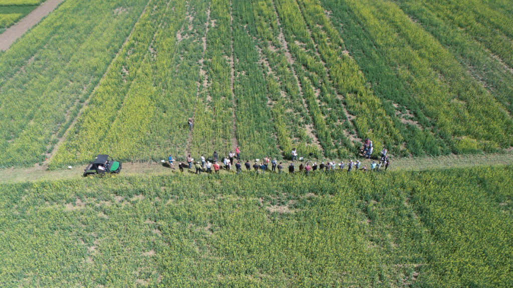 Aerial view of crop tour participants in canola trial fields.