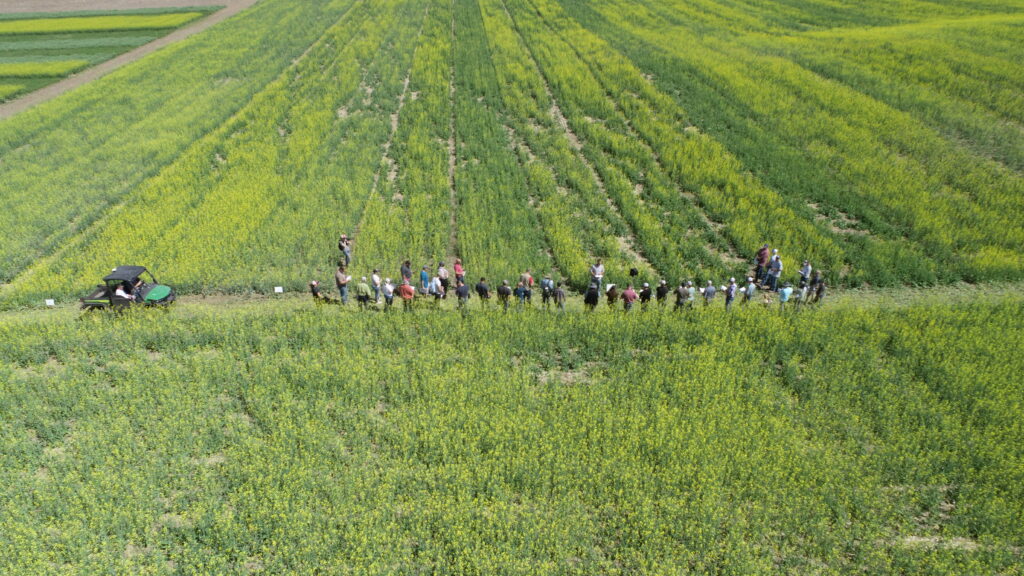 Aerial view of crop tour participants in canola fields.