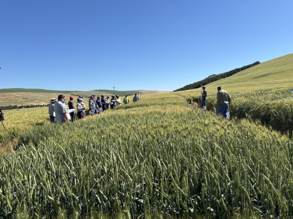 Attendees inspecting wheat plots in Dayton as part of the 2026 PNW Crop Tour.