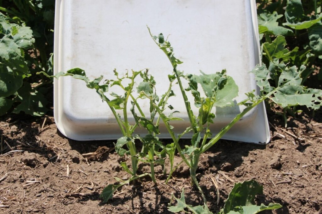 Plant stems with the leaves eaten off.