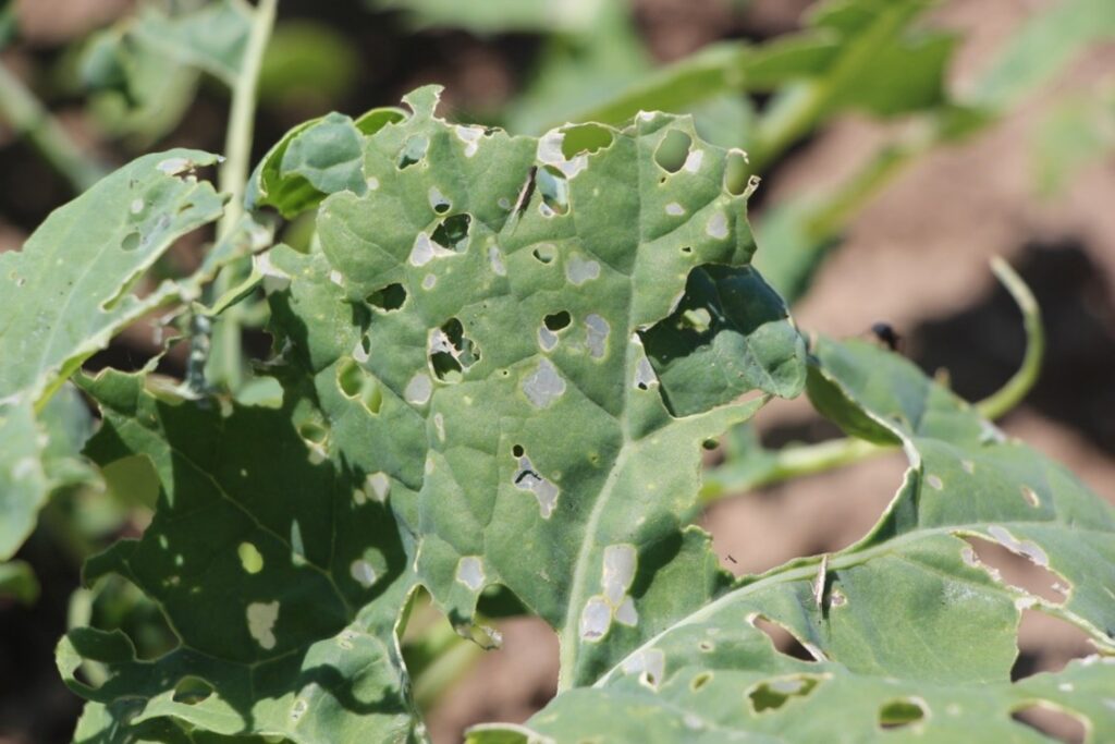Leaves with holes in them caused by larval feeding.