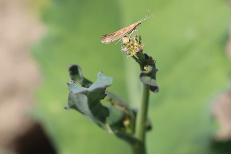 Adult diamondback moth.