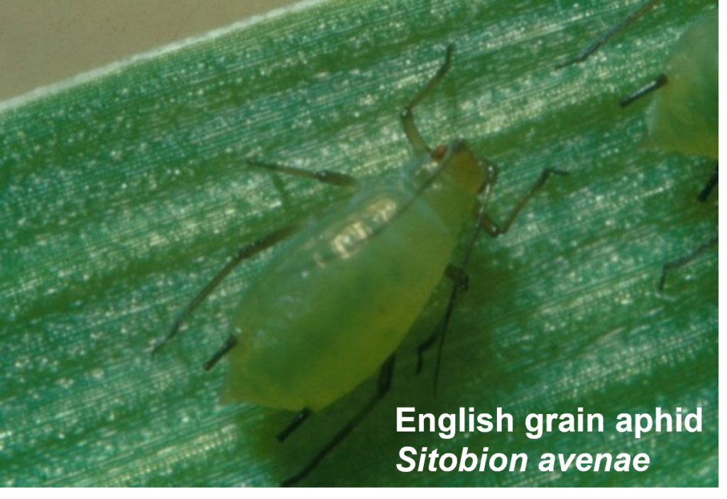 English grain aphid, Sitobion avenae on wheat leaf. 