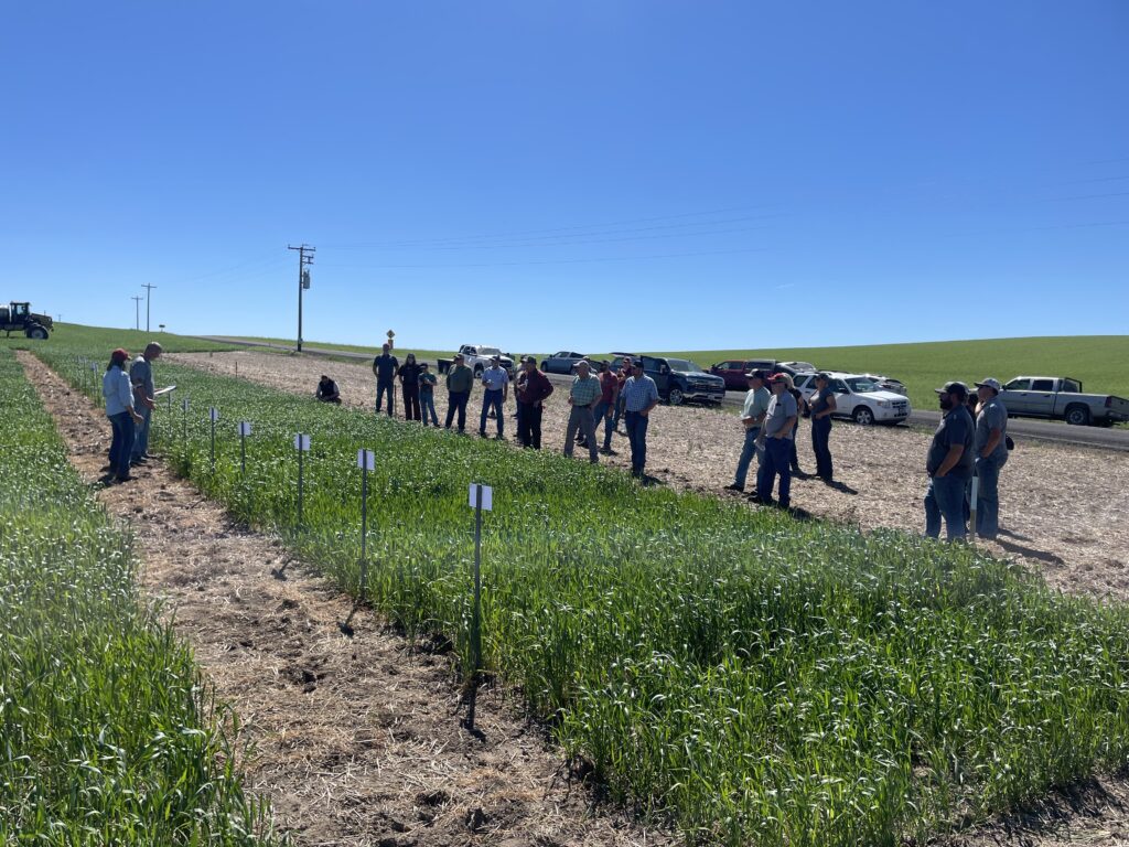 Attendees inspecting wheat trial plots at the Fairfield-Plaza PNW Crop Tour in June 2026.