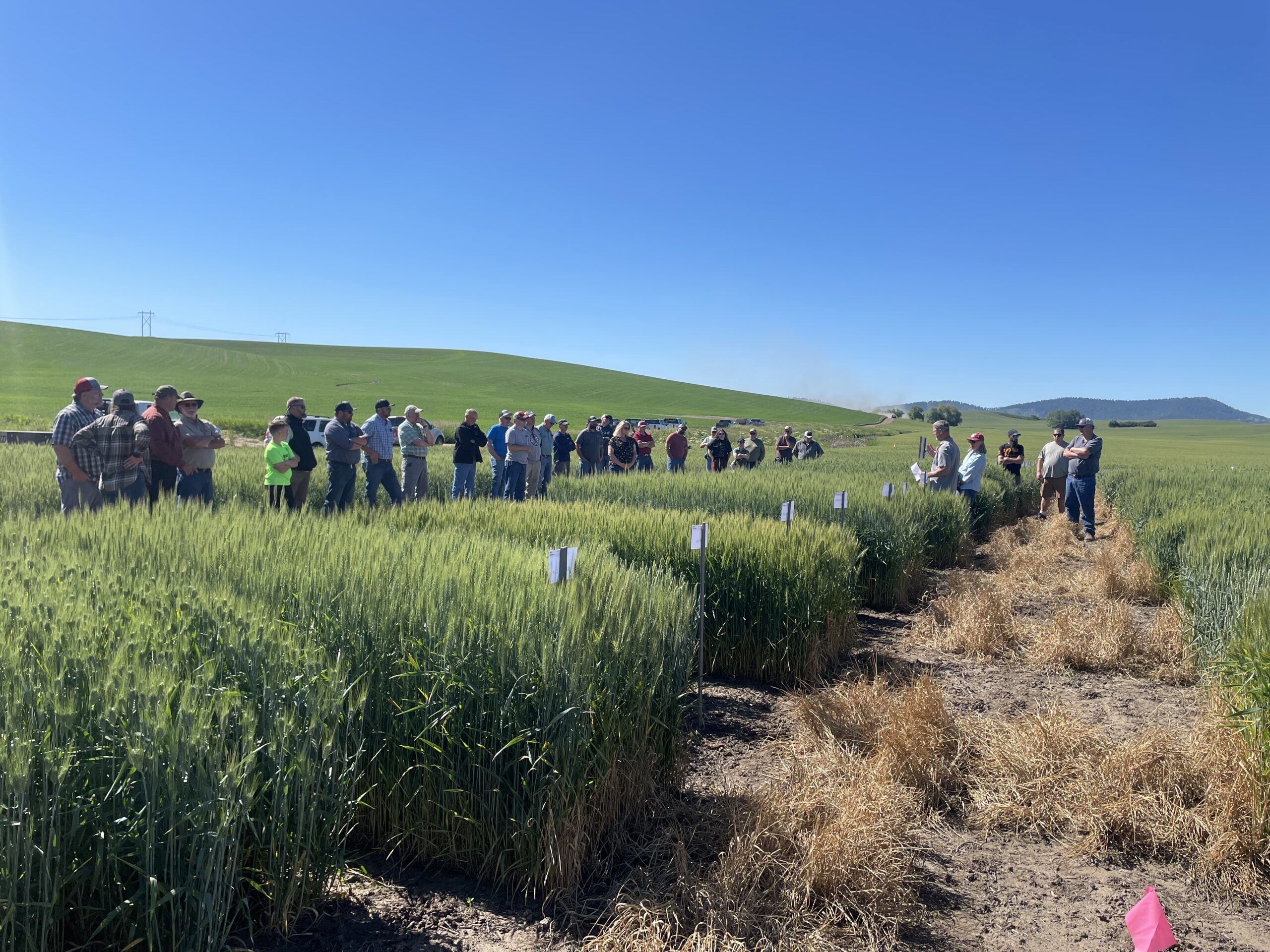 Attendees standing in wheat trial plots at Fairfield during the 2026 PNW Crop Tour.