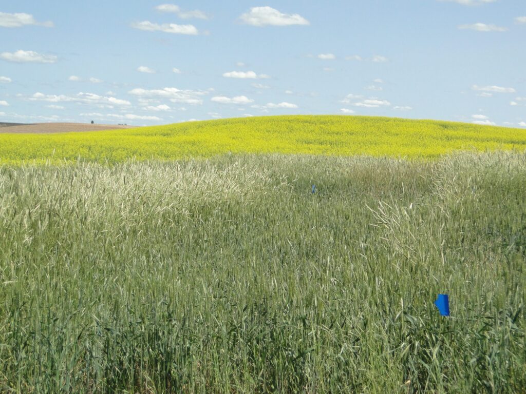 Field with feral rye.
