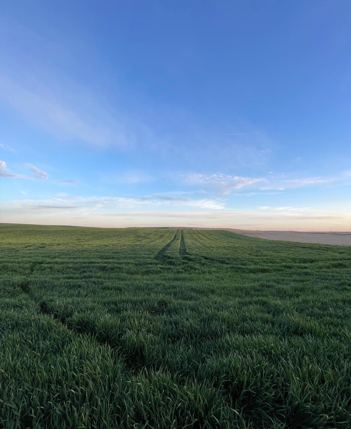 Green wheat field in April with clear blue sky.