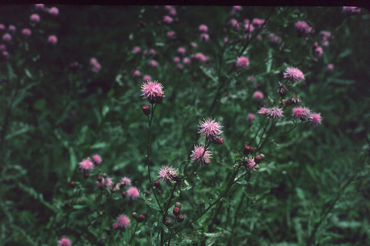 Learn more about Canada thistle.