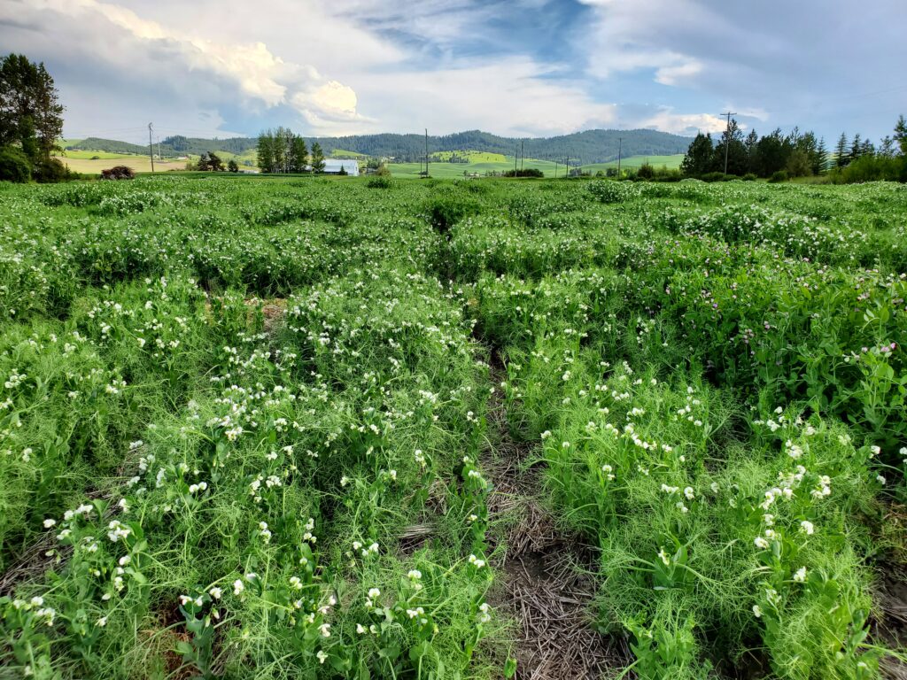 Flowering winter pea plants.