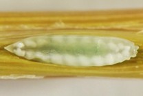 Hessian fly larva showing characteristic dorsal “green stripe.”