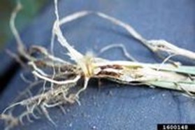 Hessian fly puparium on plant roots.