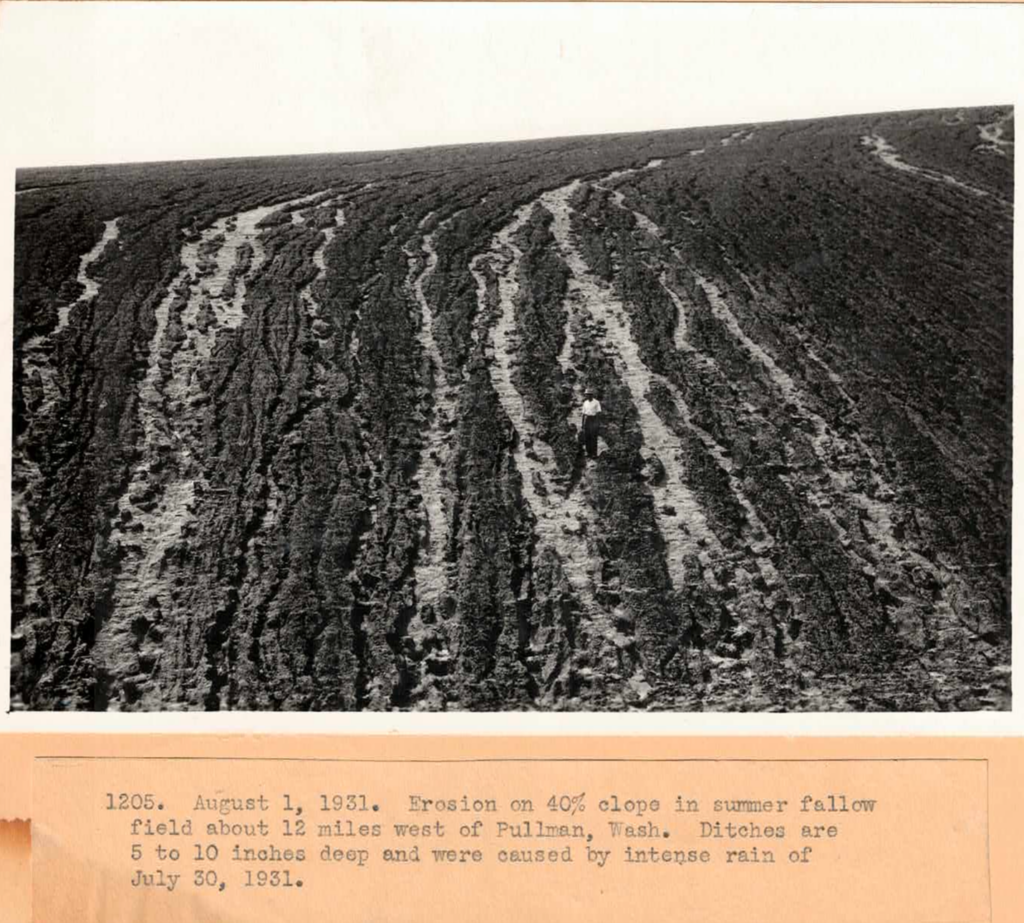 Historic photo of field erosion on the Palouse. Caption reads: 1205.  August 1, 1931. Erosion on 40% clope in summer fallow field about 12 miles west of Pullman, Wash. Ditches are 5 to 10 inches deep and were caused by intense rain of July 30, 1931.