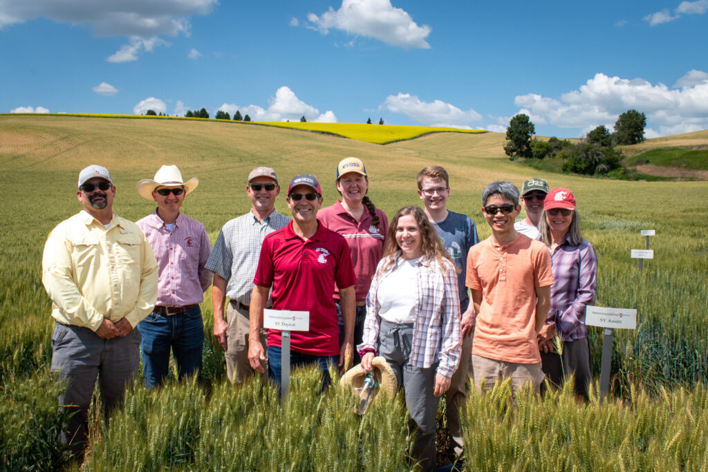 2024 Falling Number Rapid Test Project team standing in wheat field. Photo courtesy of Washington Grain Commission.
