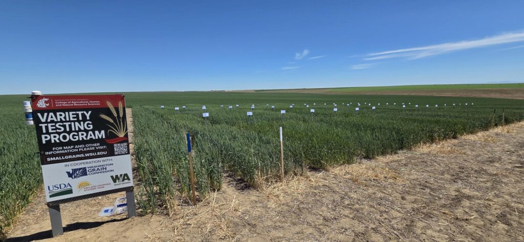 Wheat trial plots at Horse Heaven during the 2026 PNW Crop Tour.