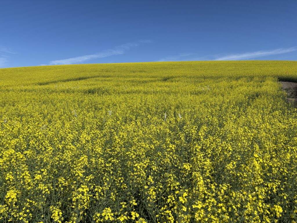 Field of canola with yellow flowers underneath a blue sky.