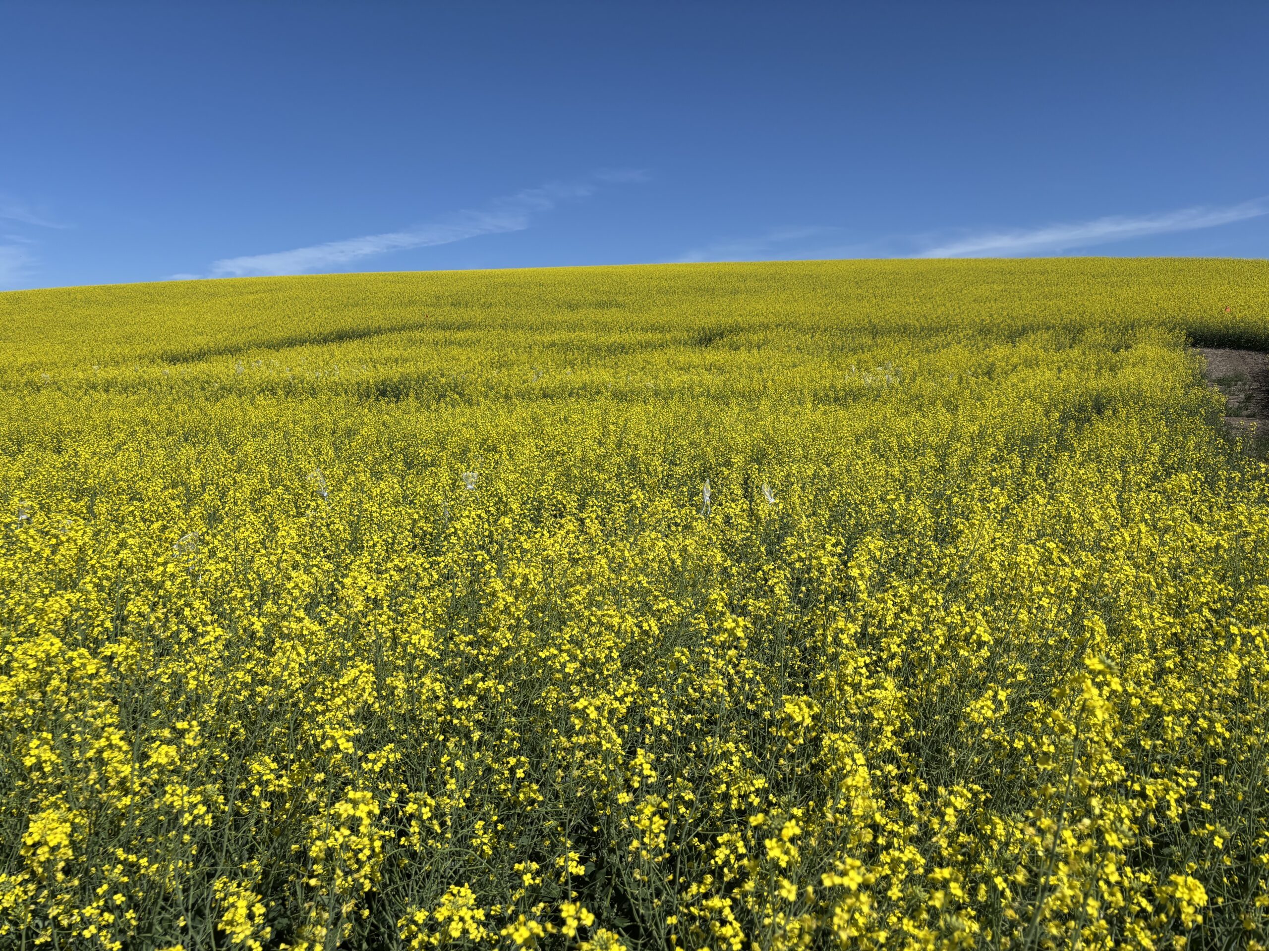 Sprayer in green wheat field.