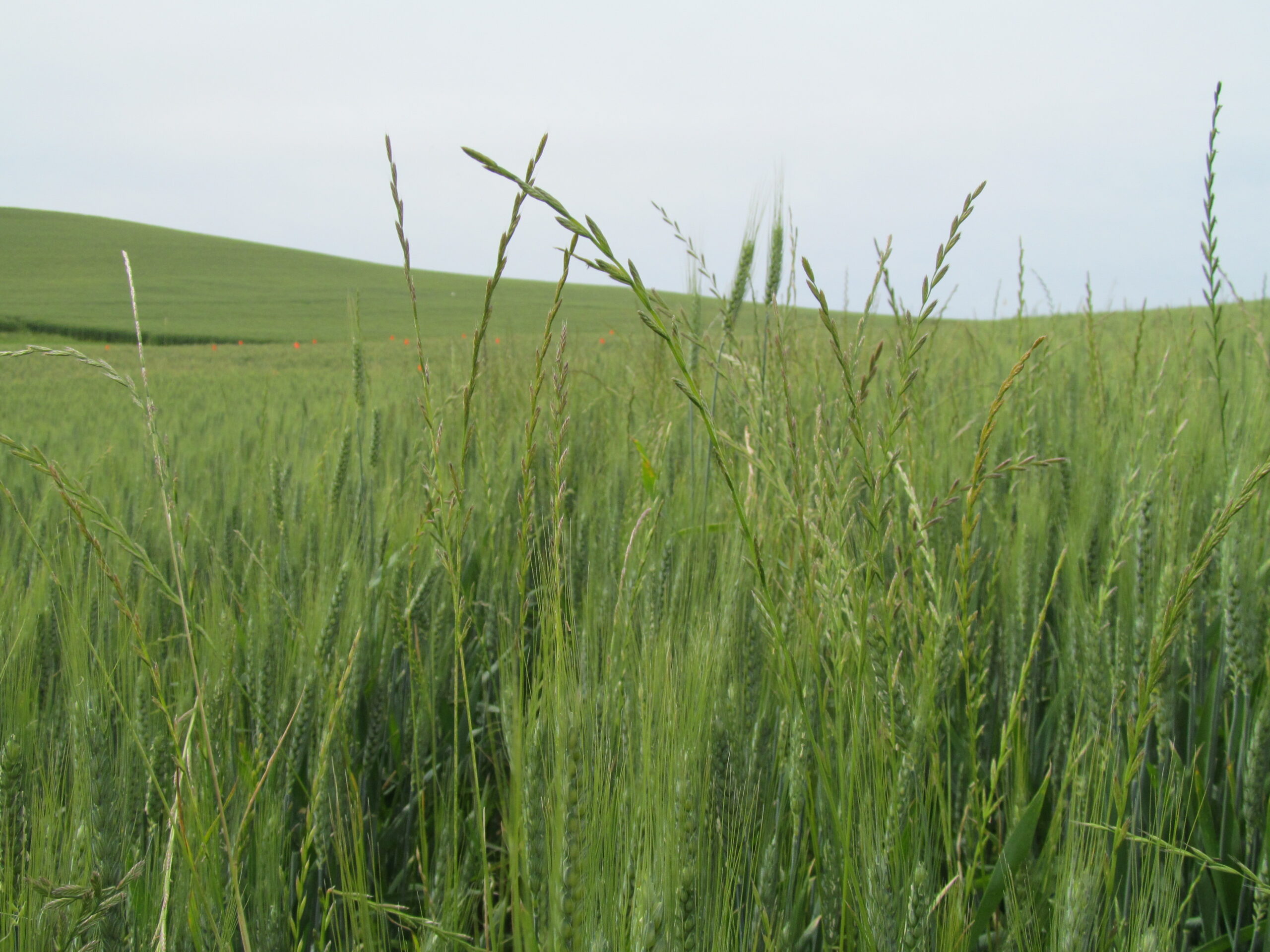 Italian Ryegrass resistant to Beyond herbicide (Group 2).