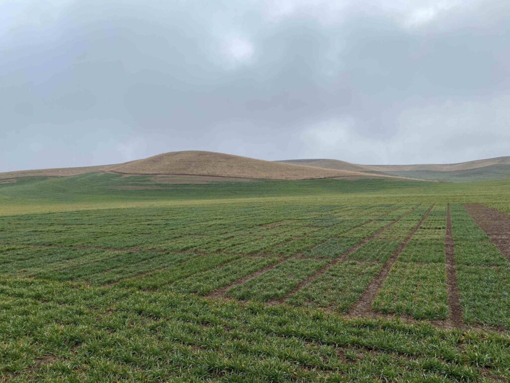 Lamont winter variety testing trial plots.