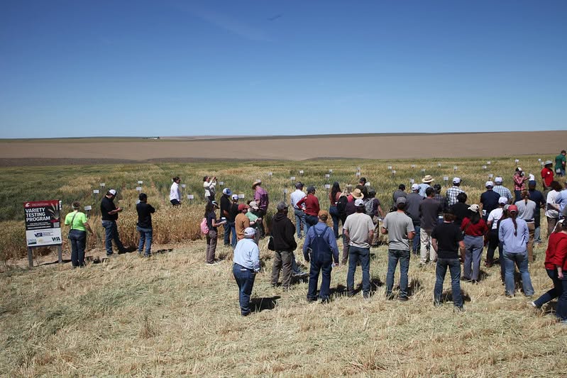 Participants explore crop trials at the 2026 Lind Field Day.