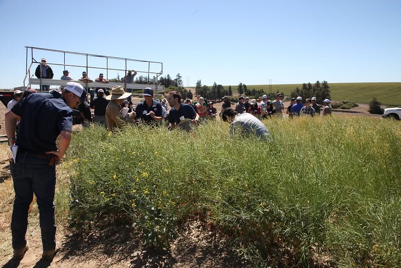 Lind field day participants explore canola.