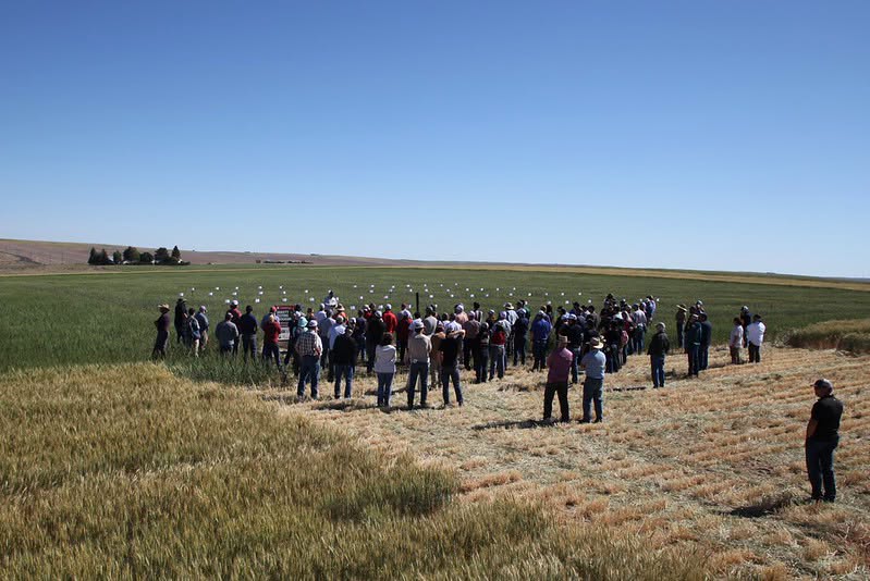 Lind field day attendees gather in crop trial fields.