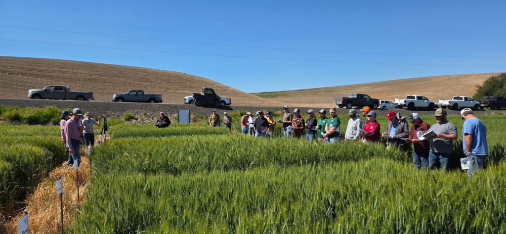 Attendees listening to a presentation while standing in wheat plots during the 2026 PNW Crop Tour at Mayview.